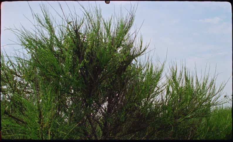 Green shrub with thin dense branches filling the foreground under a clear sky