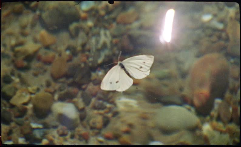 A person putting a butterfly into water