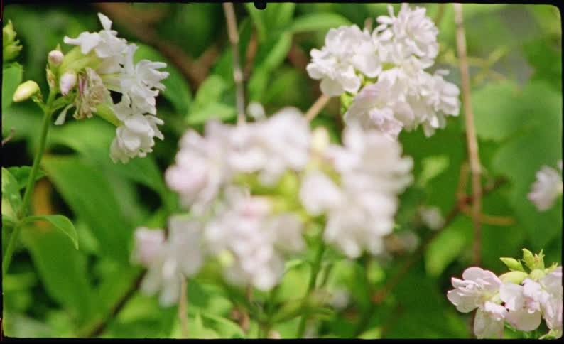Plants with white flowers bathed in sunlight outdoors during day time