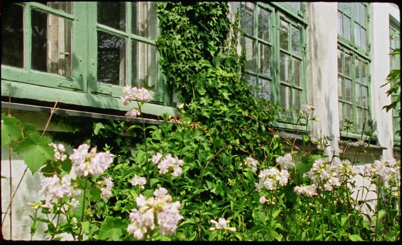White flowers bloom in a garden in front of an aged white building featuring green wooden window frames and thick ivy climbing up the exterior wall between the glass panes