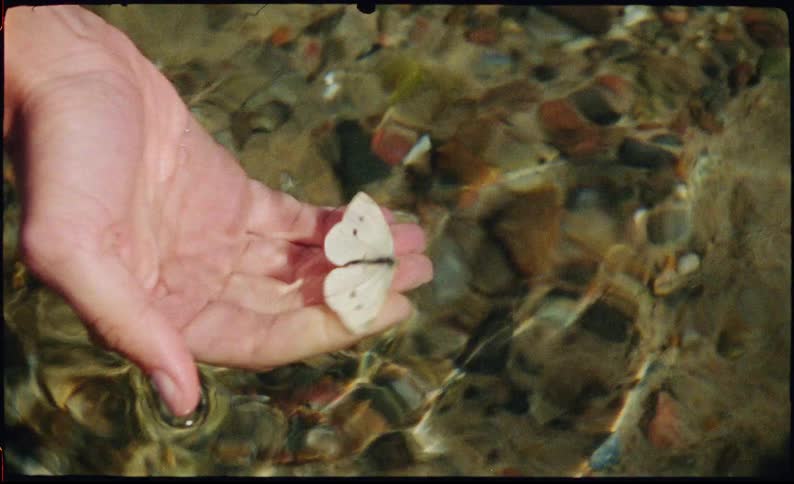 Human hand picking up a butterfly from a body of water outdoors during day time