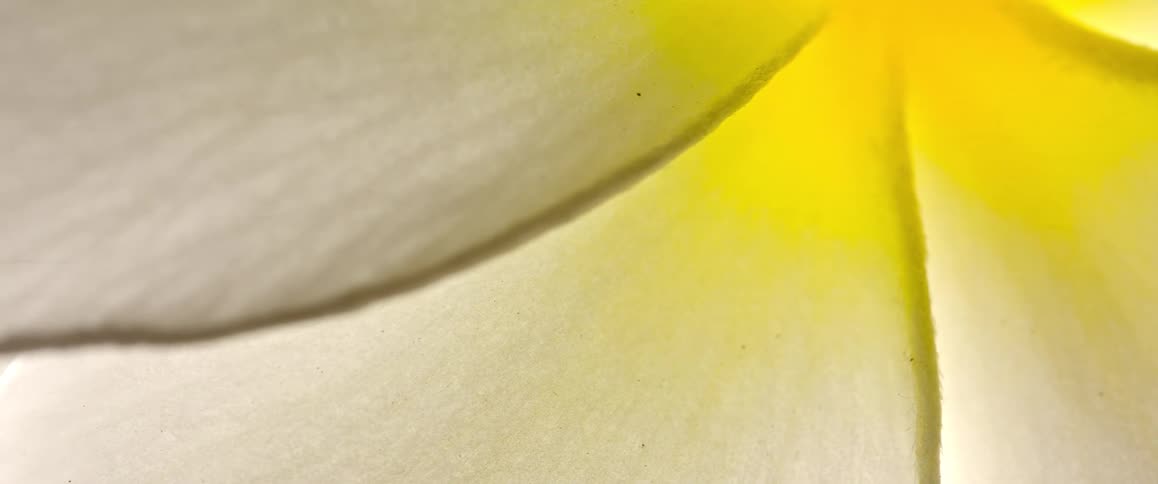 This video features a serene extreme closeup shot of white flower petals with a soft yellow center the camera captures the delicate texture and subtle curves of the petals as they shift slightly in the light