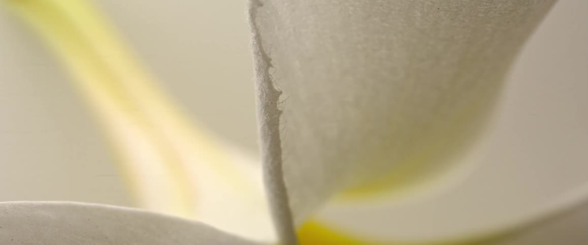 A milk flower plant illuminated by light