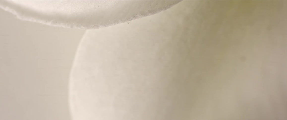 White petals of a flower