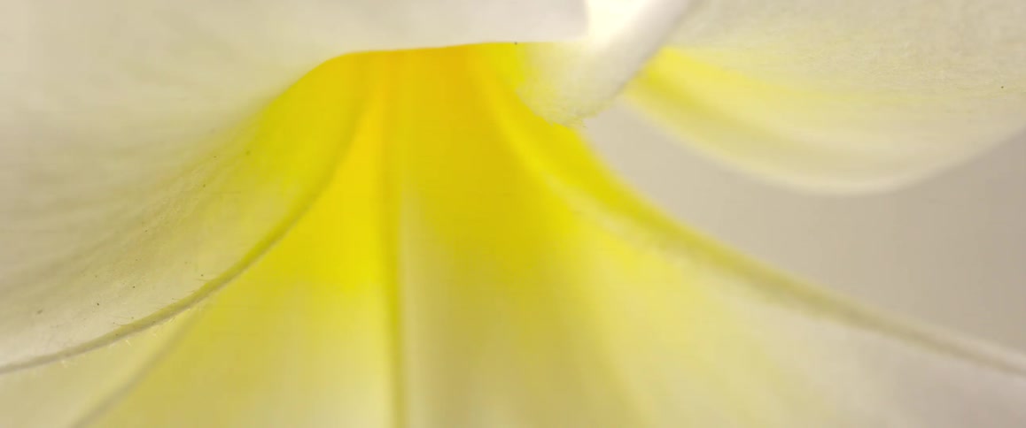 The white flower has curved petals