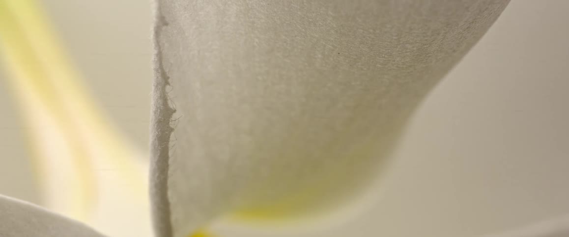 Light is hitting the white flower