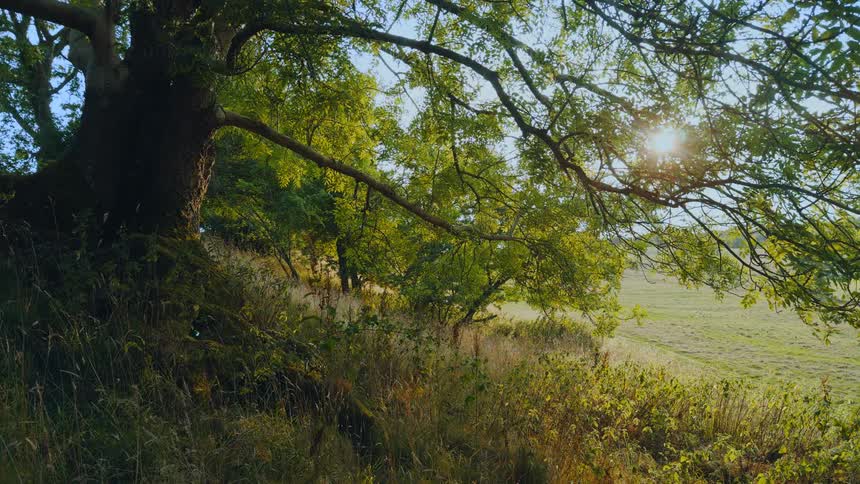 A tree with broad branches and dense leaves shading the surrounding grassland from the sun