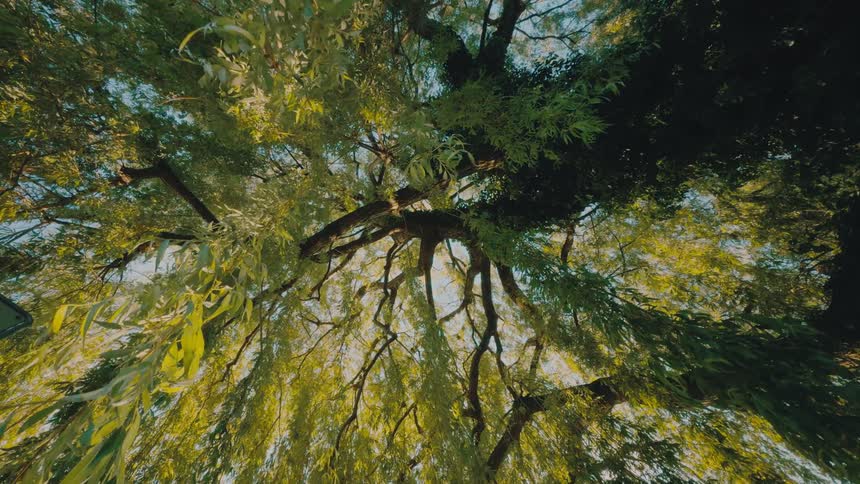 A lowangle view looking straight up into the canopy of a large willow tree with light filtering through the long drooping green leaves