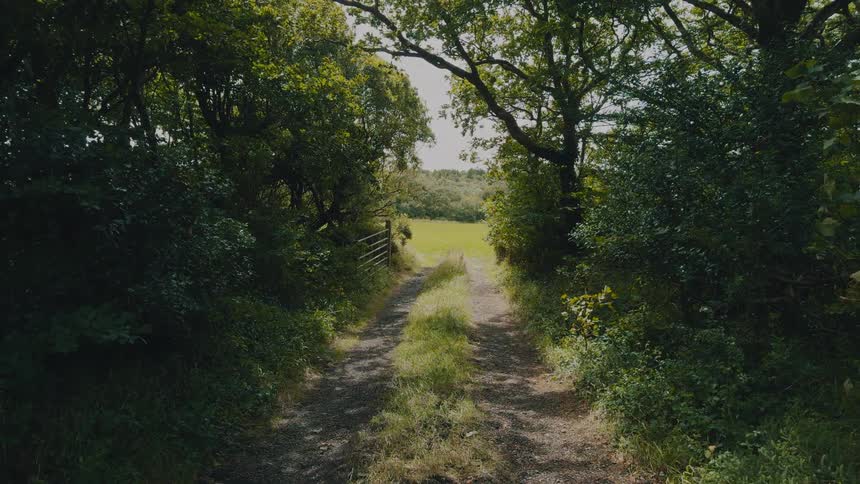 A narrow dirt path winds through a dense tree lined forest leading toward a brighter open field ahead