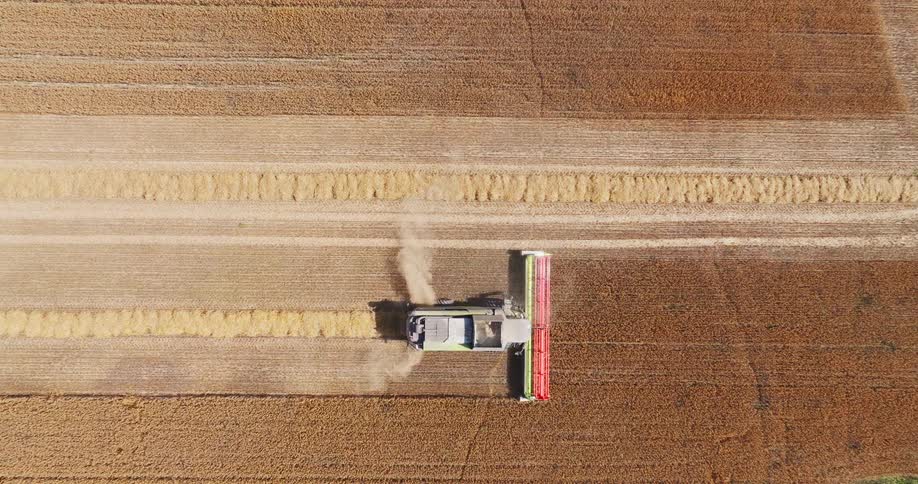 Agricultural machine moves across a field of crops emitting dust and harvested items during the daytime