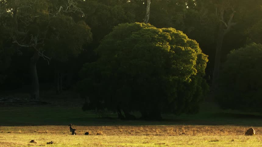 A pair of kangaroos stand in a wide grassy field near dense trees during golden hour