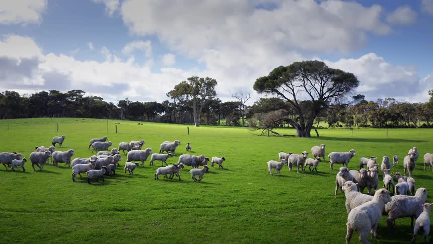 A flock of sheep graze across a wide green pasture in a rural farm landscape