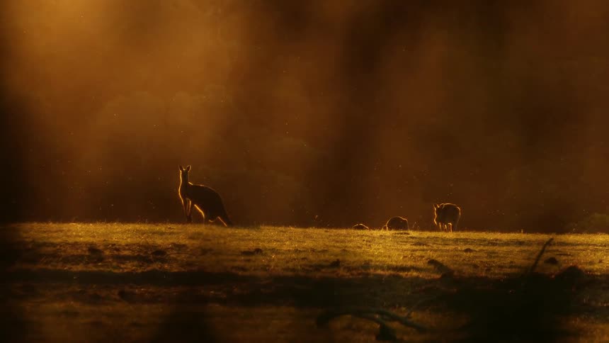 Kangaroos pause their grazing to stare alertly as red tinted sunlight shines onto a field