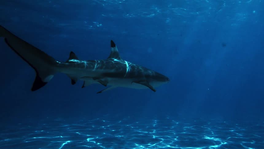 Shark swimming in deep water with filtered light reflecting on its body