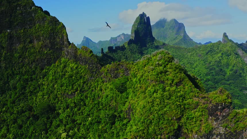 Bird flies over forest covered mountains in mountainous terrain on a misty day