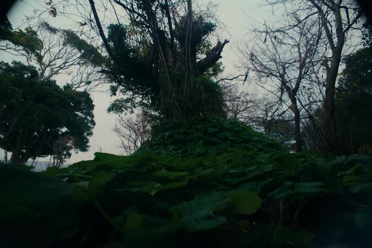Dense vegetation covering the ground with tall trees and exposed branches under an overcast sky