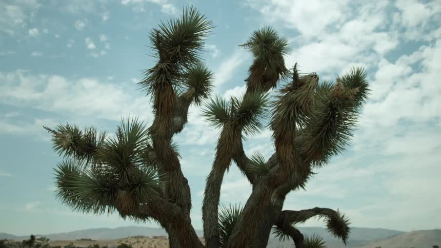 A desert tree bristles in the breeze