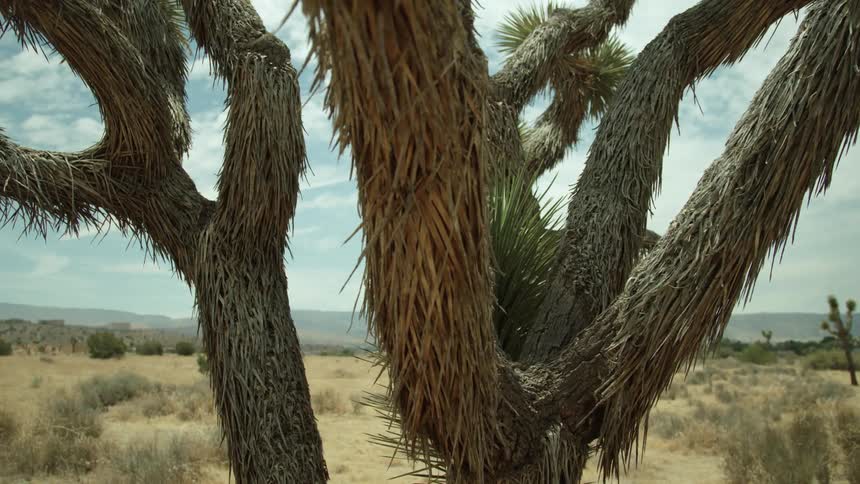 A cactus tree grows in the desert