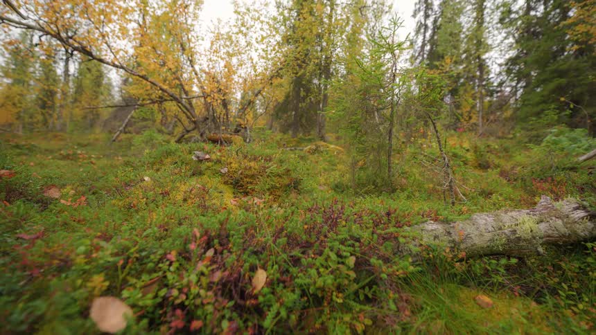 A forest filled with grass and trees with a few logs lying on the ground at midday