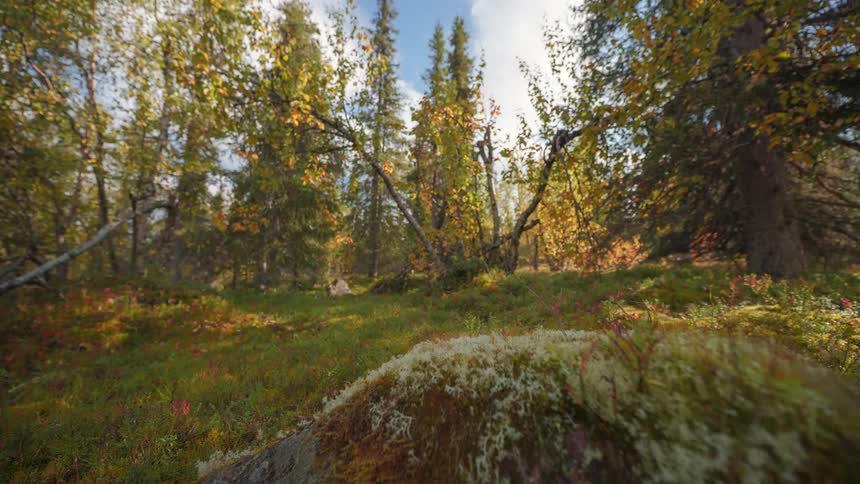 A mosscovered boulder sits in the foreground of a forest during autumn as the camera tilts up to reveal birch and spruce trees under a cloudy sky
