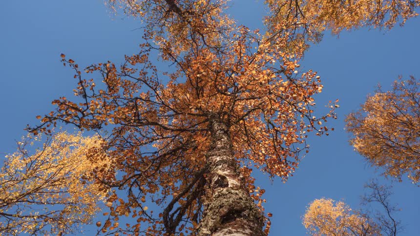Clear sky is above the tall tree