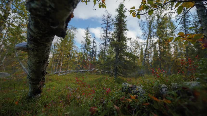 The sun shines on the green forest