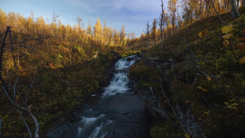 Flowers overlook a stream in forested mountains as sunlight shines on the trees in fall colors