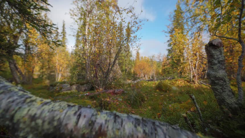 A view of a forest full of trees and plants