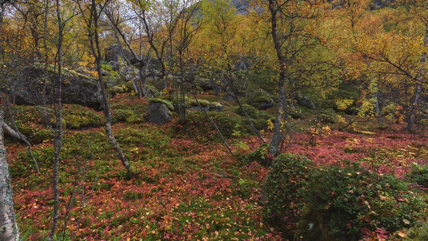 A forest filled with trees and plants of various sizes and colors at midday