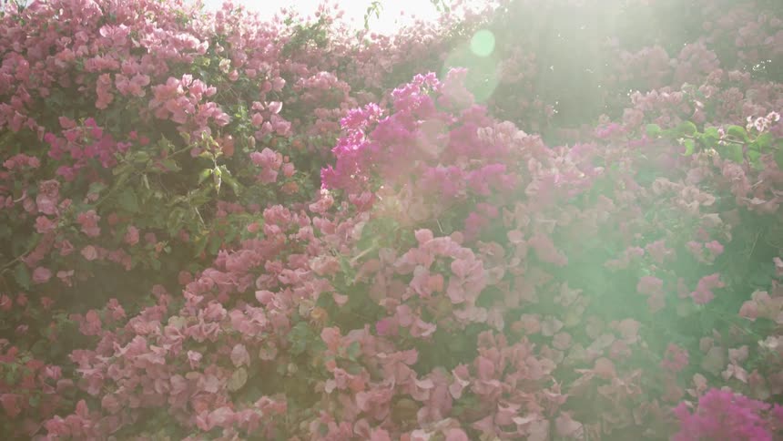 Sunlight shines down on pink flowers