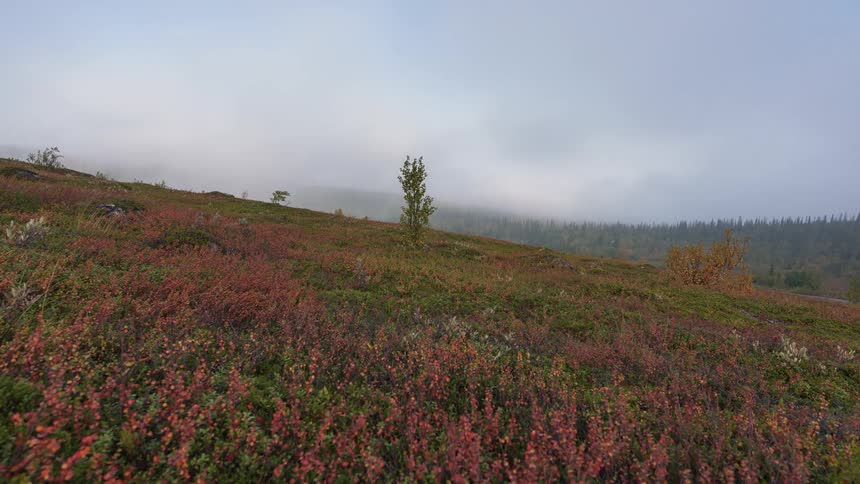 A hill covered in layered grasses under a cloudy daytime sky