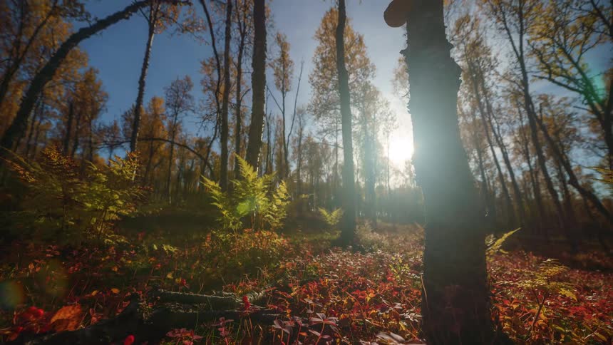 A lowangle camera pans upward from a forest floor covered in red autumn shrubs and green ferns toward tall trees and a bright sun shining through the yellow canopy against a clear blue sky