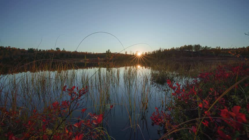 A lake with some flowers on the edge