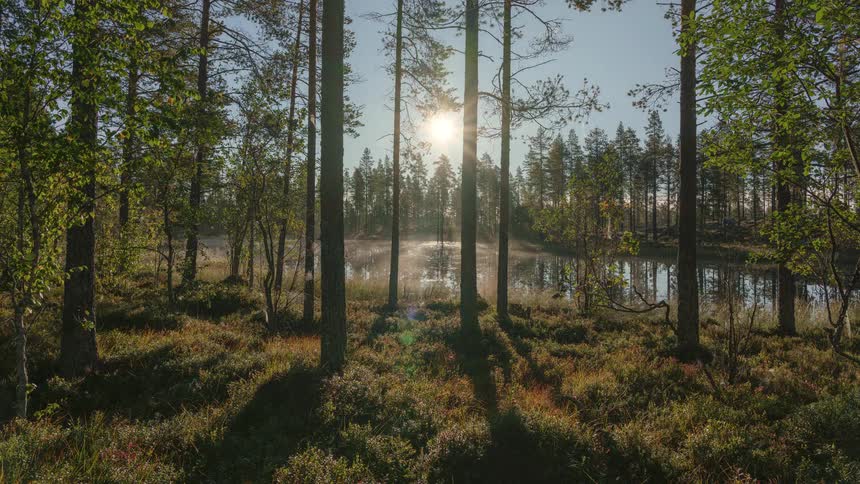 Fog hovers over the lake in the forest