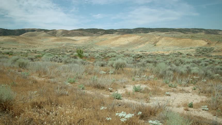 Weeds and grass bristle in the breeze in an open field