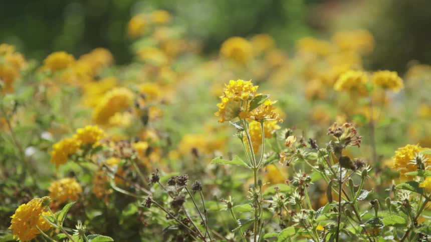A field of flowers swaying in the breeze