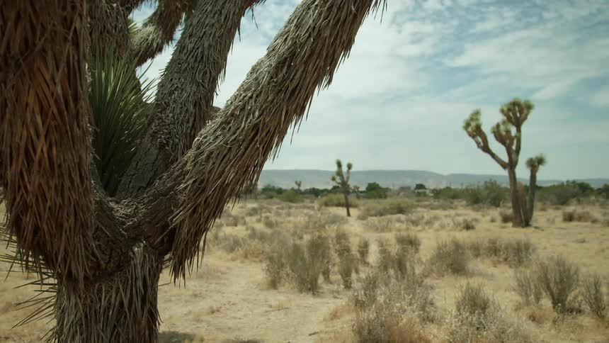 Cactus and trees bristle in the desert breeze