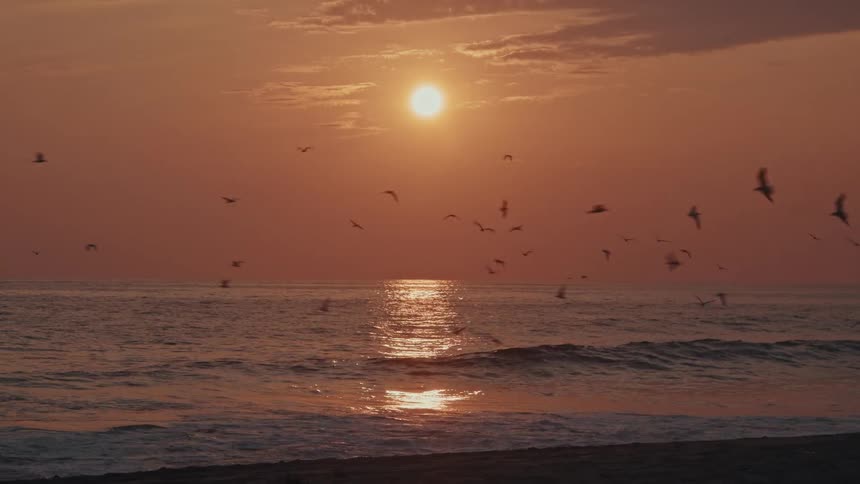 Low sun on the horizon illuminates the sea with a golden reflection as birds fly over the waves