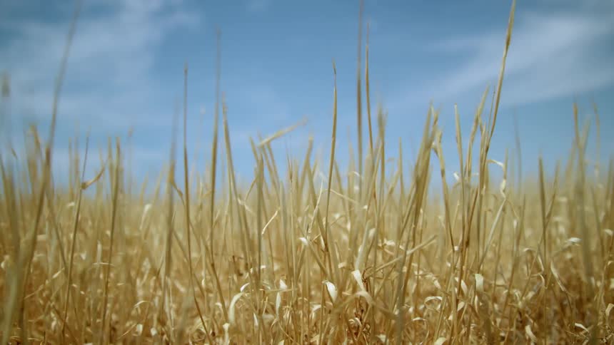 Weeds are swaying as the wind blows through them