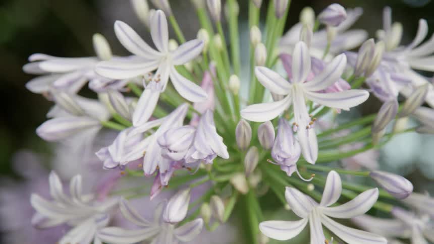 White flowers blow in the wind