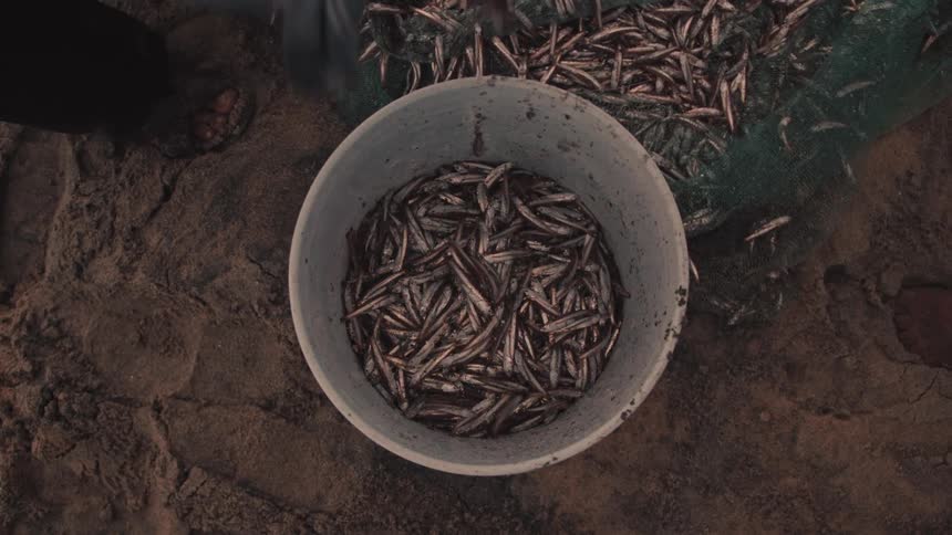 Closeup shows two fishermens pouring small fish into a bucket on the ground