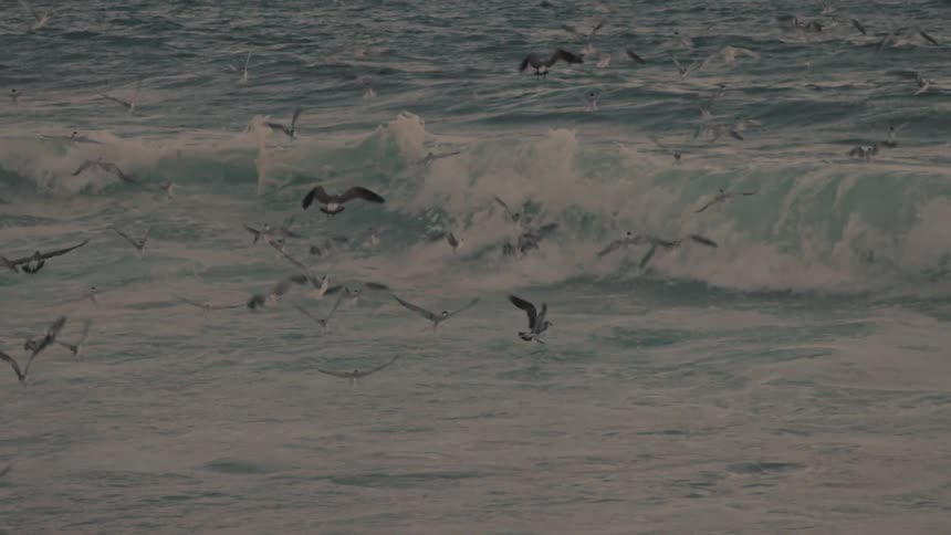 Flock of seagulls flying over the water as waves roll in to shore