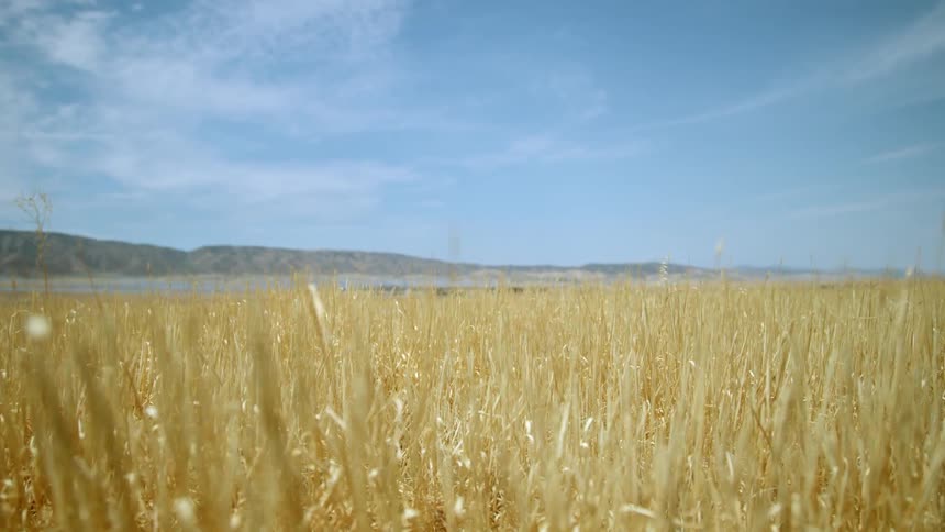 Wheat grass bristles in the wind