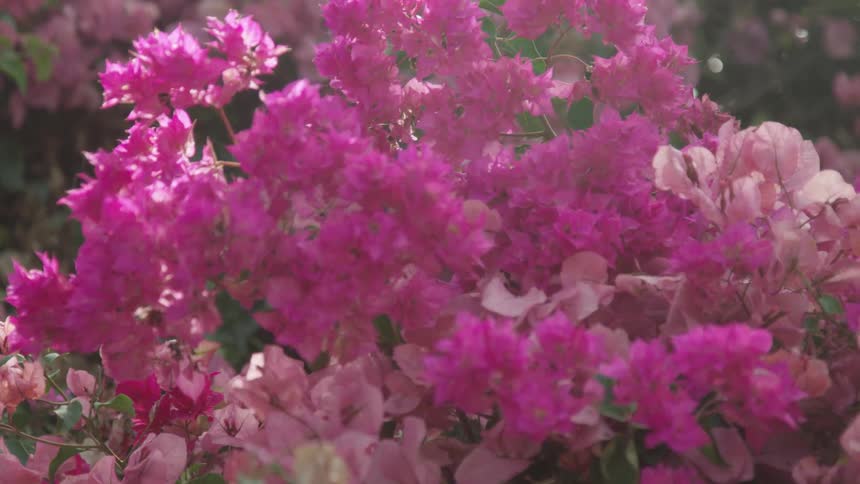Sunlight shines down on pink flowers