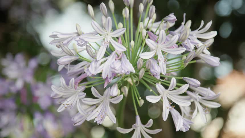 Flowers are swaying in the breeze