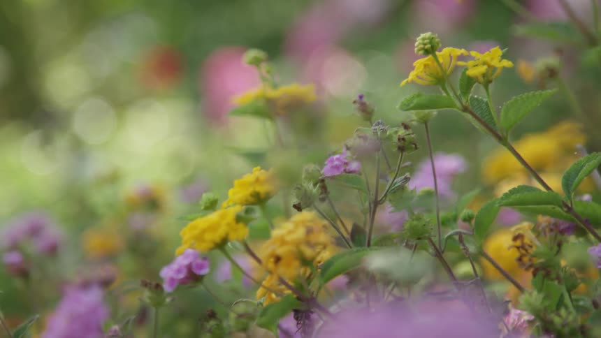 Wind blows through yellow and purple flowers