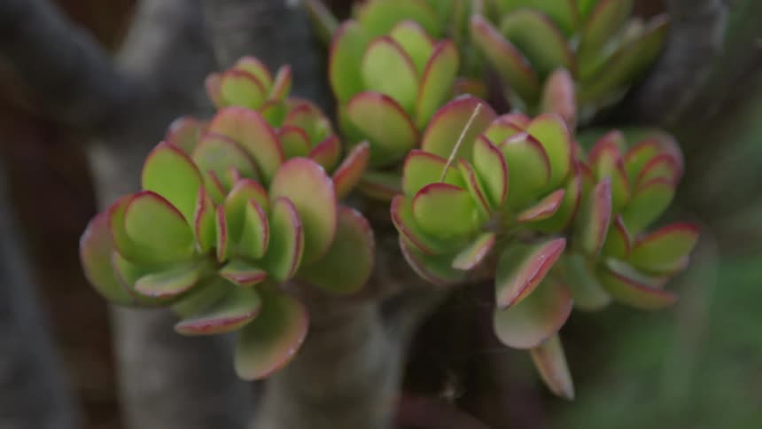A succulent plant grows outside
