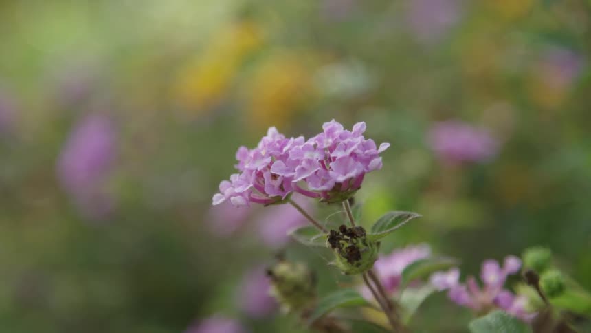 Purple flowers bristle in the breeze