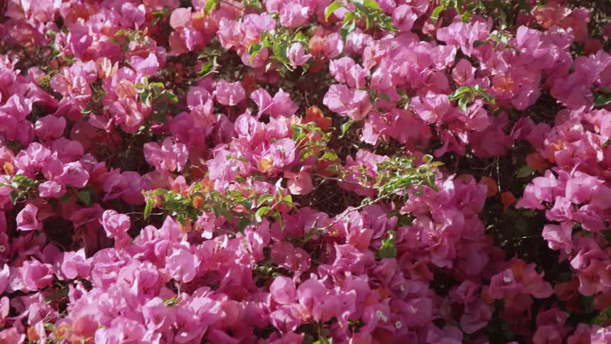 Pink flowers sway in the breeze