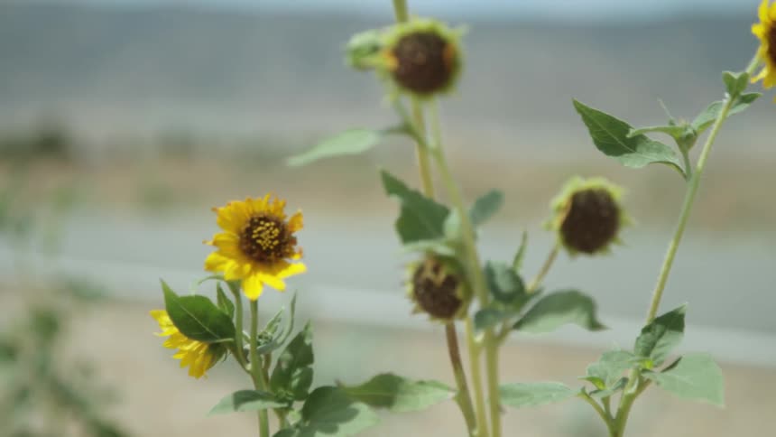 Sunflowers bristle in the breeze as a car passes by